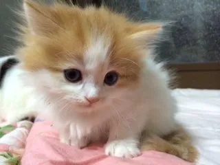 ID:1411-00020の子猫