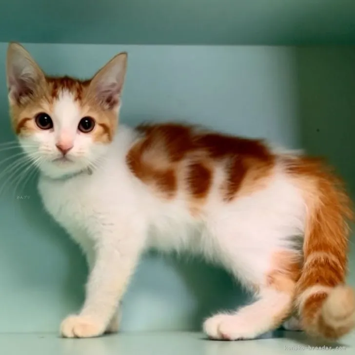 ID:2309-00594の子猫