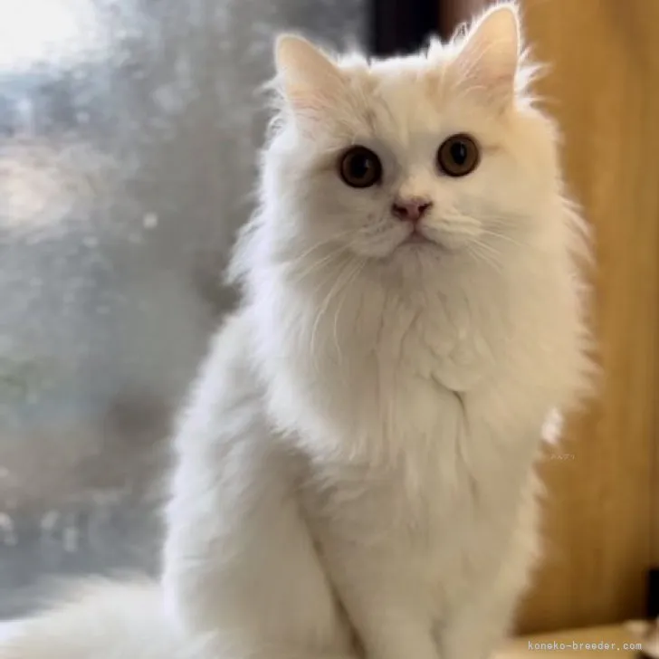 ID：2305-02937の子猫