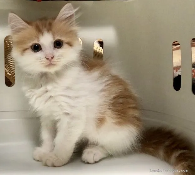 ID:1911-00709の子猫