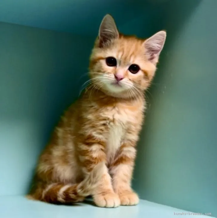 ID：2304-00919の子猫