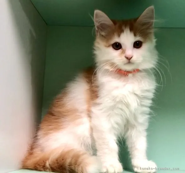 ID：2111-01921の子猫