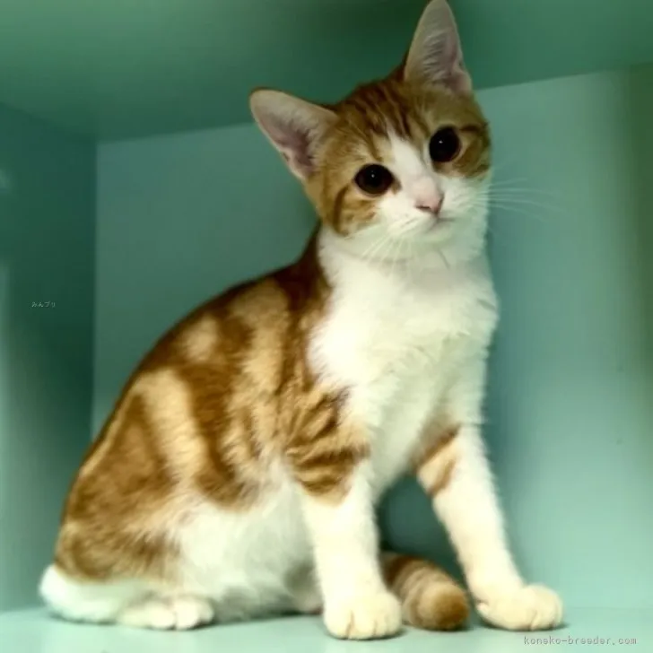 ID:2309-00637の子猫