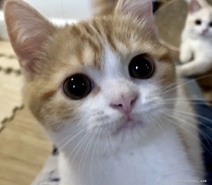 ID：2205-00110の子猫