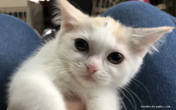 H.Y 様のお迎えした子猫