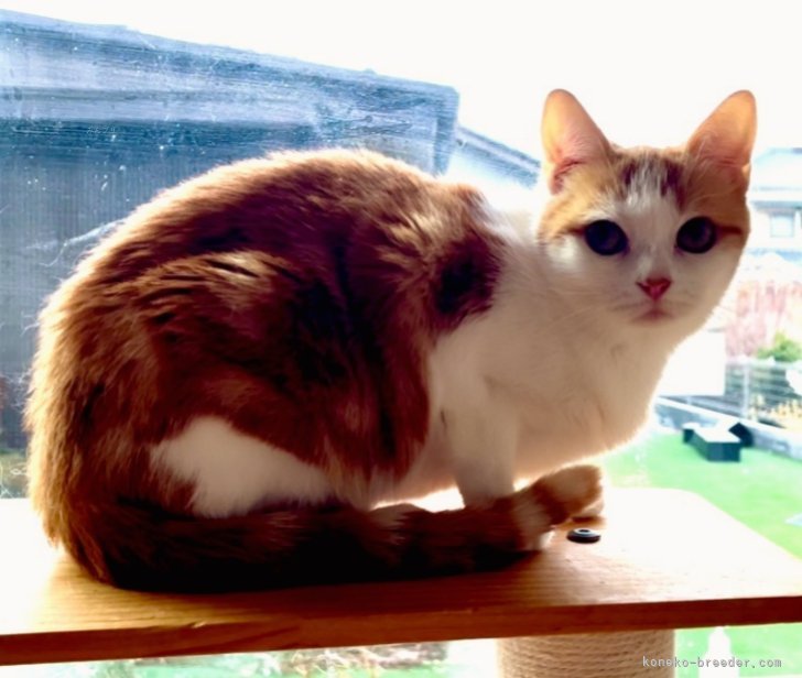 マンチカン【・女の子・2022年3月11日・レッドタビー&amp;ホワイト】