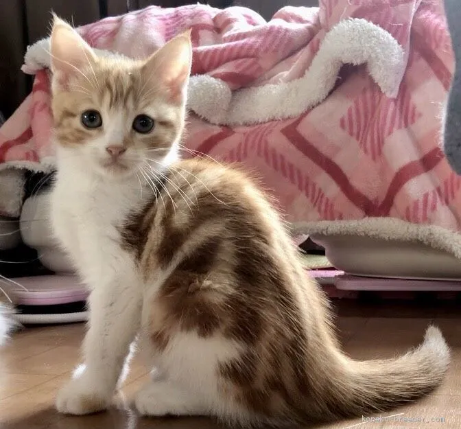 ID:2101-01455の子猫