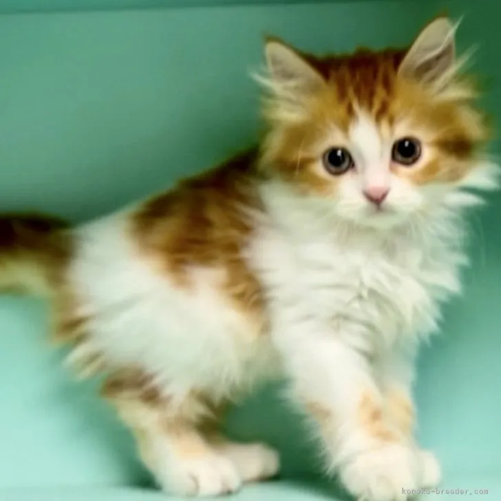 ID：2306-02020の子猫
