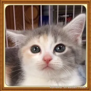 ID:1507-00275の子猫