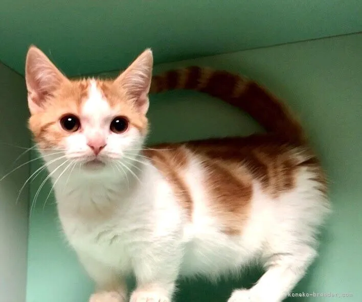 ID:2204-00526の子猫