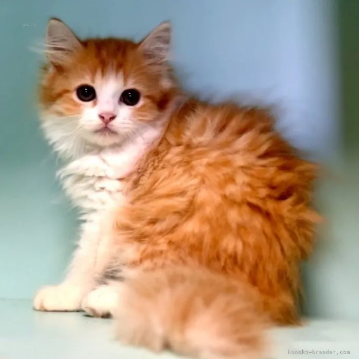 ID:2312-00421の子猫