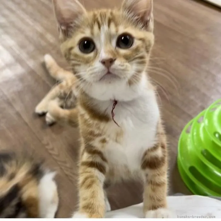 まい 様のお迎えした子猫