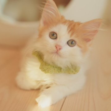 マンチカン【京都府・男の子・2024年7月10日・レッドタビー&ホワイト（ロングヘア）】の写真「長足ロングヘアのレッドタビー＆ホワイト綺麗な男の子」