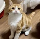 マンチカン(長足)【京都府・男の子・2022年7月15日・レッドタビー&ホワイト】の写真1「ハチワレが綺麗で、目尻からのアイラインがしっかり入っているので将来はもっとぱっちりお目目になります。」