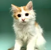 マンチカン(長足)【京都府・男の子・2023年4月24日・レッドタビー&ホワイト】の写真1「好奇心旺盛で遊び好き、男の子にしてはマイペースな性格です。」