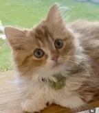 マンチカン(長足)【京都府・男の子・2024年6月21日・レッドタビー&ホワイト】の写真2