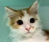 マンチカン(長足)【京都府・男の子・2023年4月24日・レッドタビー&ホワイト】の写真3「成長と共に今よりもっと丸顔になっていきます。」