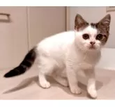 マンチカン(長足)【京都府・男の子・2024年8月13日・ブラウンタビー&ホワイトバン】の写真4