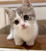 マンチカン(短足)【京都府・男の子・2024年8月13日・ブルータビー&ホワイト】の写真4