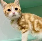 マンチカン(長足)【京都府・男の子・2022年7月15日・レッドタビー&ホワイト】の写真4「成長と共にもっと綺麗な渦巻きのクラッシックタビー柄になっていきます。」