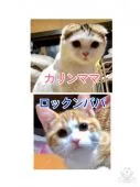 マンチカン(長足)【京都府・男の子・2020年1月18日・ブラウンタビー&ホワイト】の写真5「ロックンパパとかりんママのベビーです。」