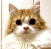 マンチカン(長足)【京都府・男の子・2025年5月31日・レッドタビー&ホワイト】の写真10