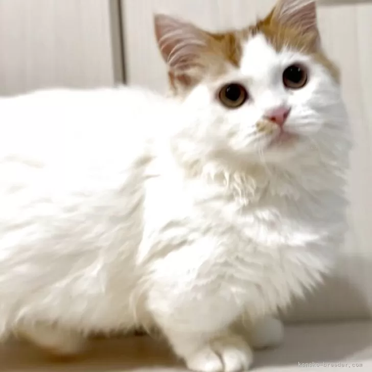 マンチカン(短足)【京都府・男の子・2025年3月28日・レッドタビー&amp;ホワイトバン】の写真1