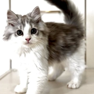 マンチカン(短足)【京都府・男の子・2025年7月24日・ブルータビー&ホワイト（ロングヘア）】の写真「長足ロングヘアのブルー＆ホワイトの綺麗な男の子」