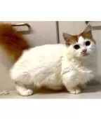 マンチカン(短足)【京都府・男の子・2025年3月28日・レッドタビー&ホワイトバン】の写真2