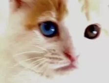 マンチカン(長足)【京都府・女の子・2025年3月20日・レッドタビー&ホワイトバン】の写真2