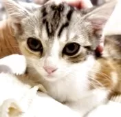 マンチカン(長足)【京都府・女の子・2025年10月19日・ブルーパッチドタビー&ホワイト】の写真3