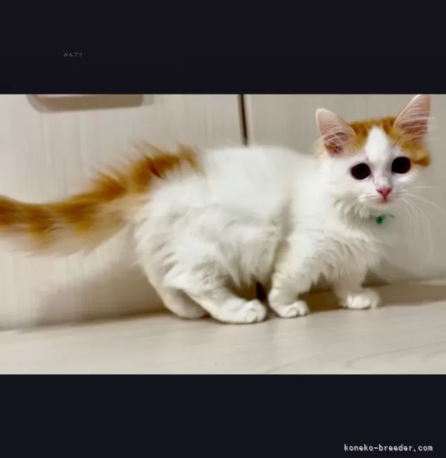 13_リイシューねこちゃん BLACK AND RED – BEIGE AND BLUE