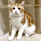 マンチカン(長足)【京都府・男の子・2025年9月21日・レッドタビー&ホワイト】の写真4