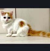 マンチカン(短足)【京都府・女の子・2024年8月26日・レッドタビー&ホワイト】の写真5