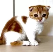 マンチカン(長足)【京都府・女の子・2025年7月26日・レッドタビー&ホワイト】の写真5