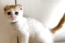 マンチカン(長足)【京都府・女の子・2025年3月20日・レッドタビー&ホワイト】の写真7