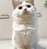 マンチカン(短足)【京都府・男の子・2025年3月28日・レッドタビー&ホワイトバン】の写真7