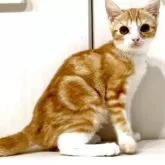 マンチカン(長足)【京都府・女の子・2025年3月23日・レッドタビー&ホワイト】の写真9