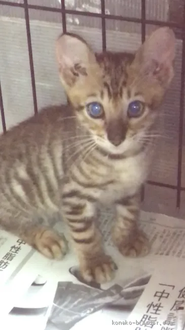 ID:2006-01749の子猫