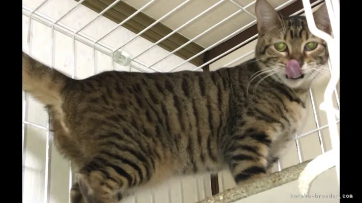 ID:1804-01715の子猫