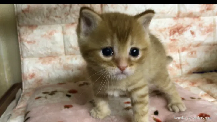 ID：1803-00708の子猫