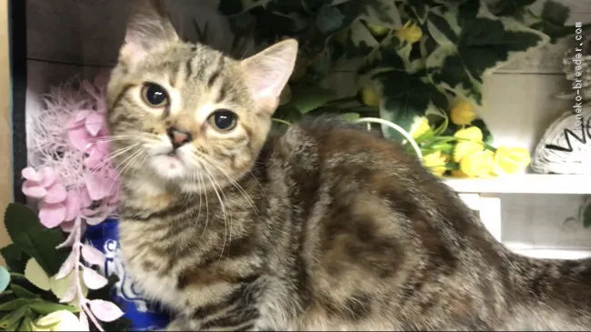 ID:2007-00890の子猫