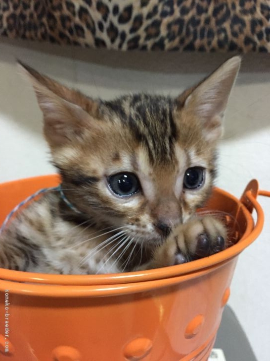 ID:1703-00062の子猫