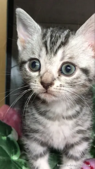 ねもち 様のお迎えした子猫