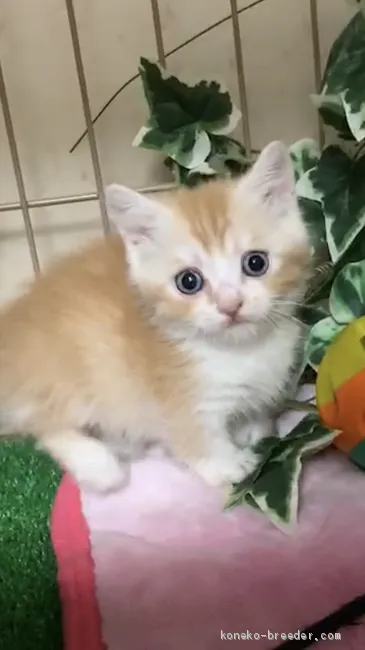 ID:1906-00043の子猫