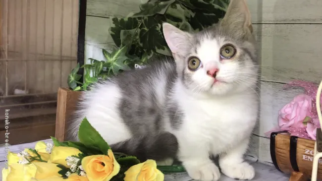 ID:1910-00283の子猫