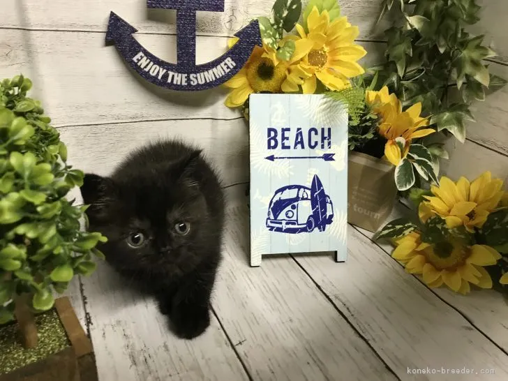 ID:1807-00714の子猫