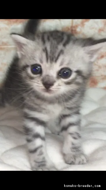 ID:1711-00650の子猫