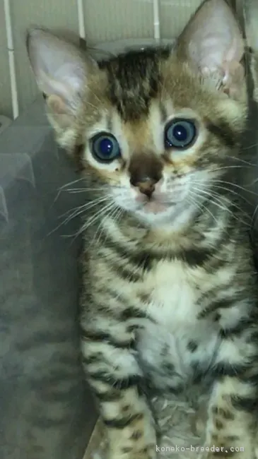 ID：1804-00947の子猫