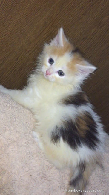 ID:1705-00952の子猫